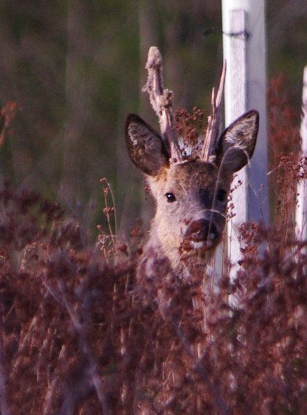 Roe deer