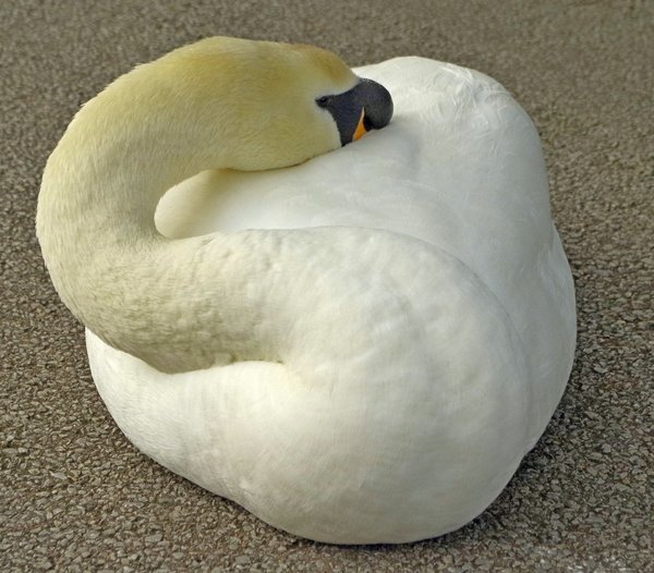 Sleeping swan