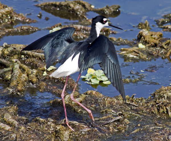 Stilt Touch Down