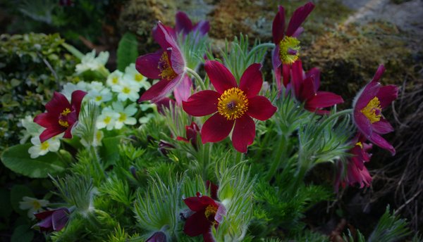 Sunlit flowers,