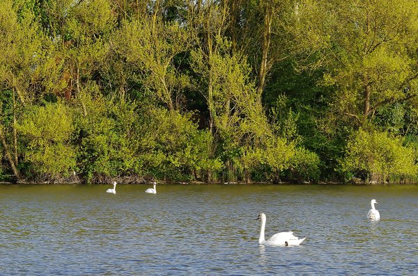 Swan Lake