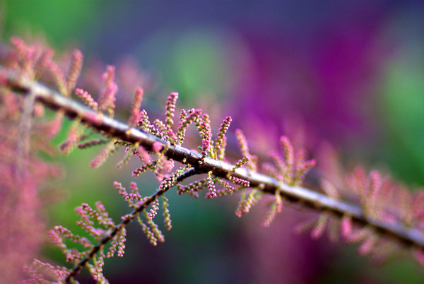 Tamarix