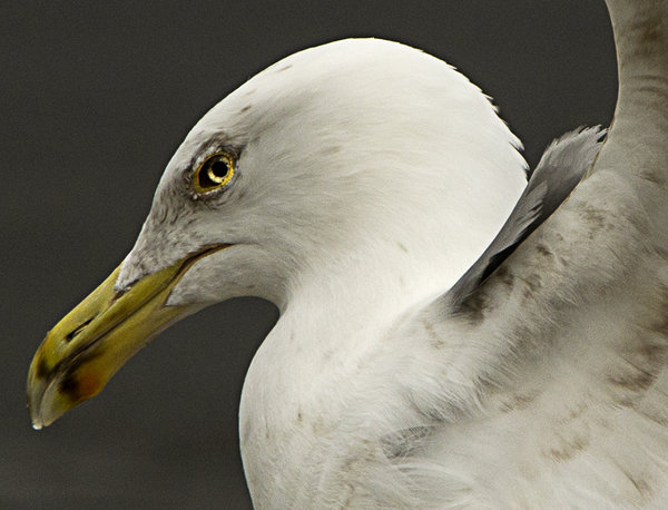 That's the Gull's Eye
