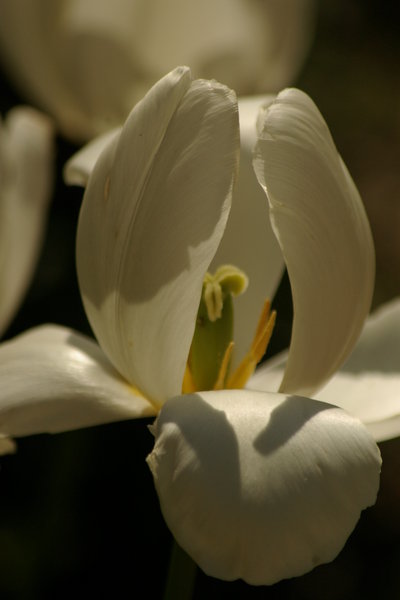 The last of my tulips