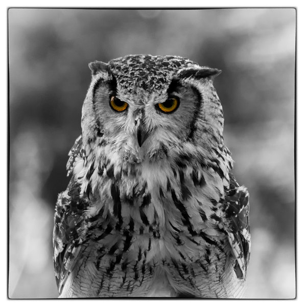 The Long Stare