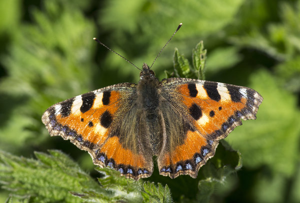 Tortoishell Butterfly