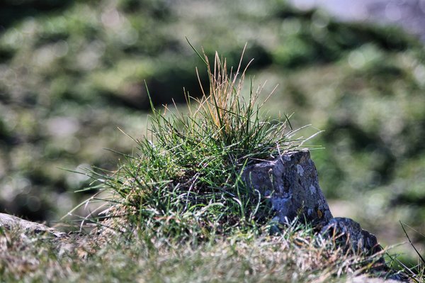 Tuft