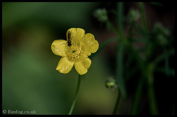 Untitled Flower And Bug Shot #2