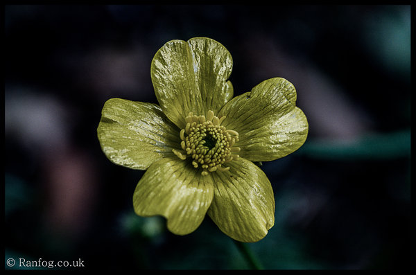Untitled Flower Shot #5