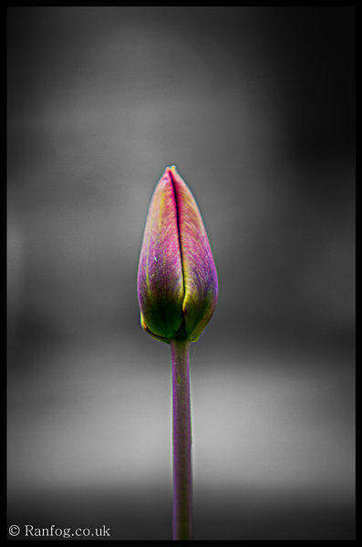 Untitled Flower Shot