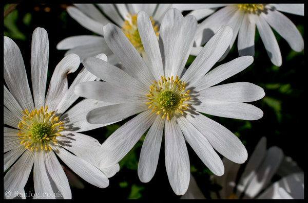 Untitled Random White Flower.