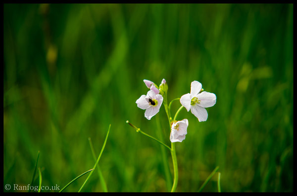 Yet Another Flower Shot
