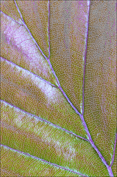 Young Copper-Beech