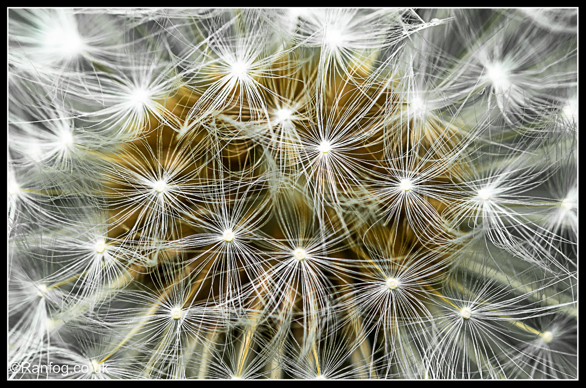 Canopy