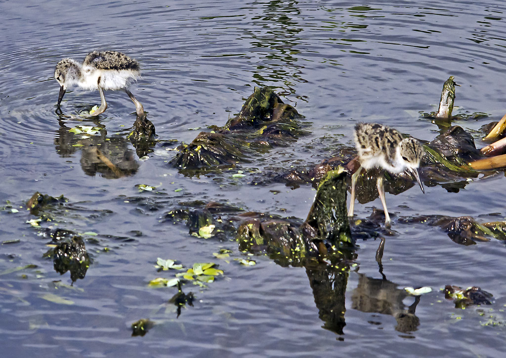 Black-necked Stilt Chicks Feeding