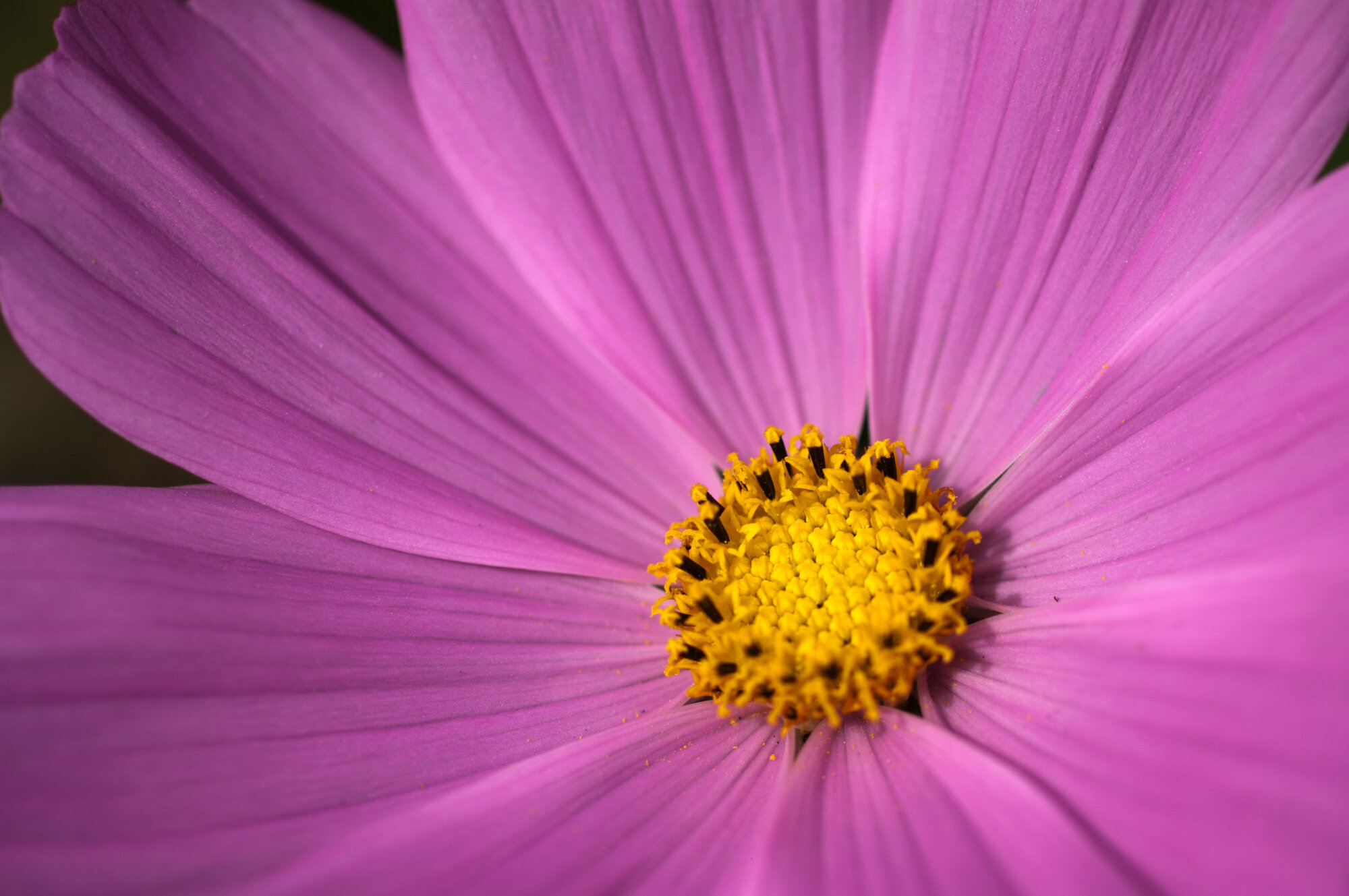 In the Pink 1