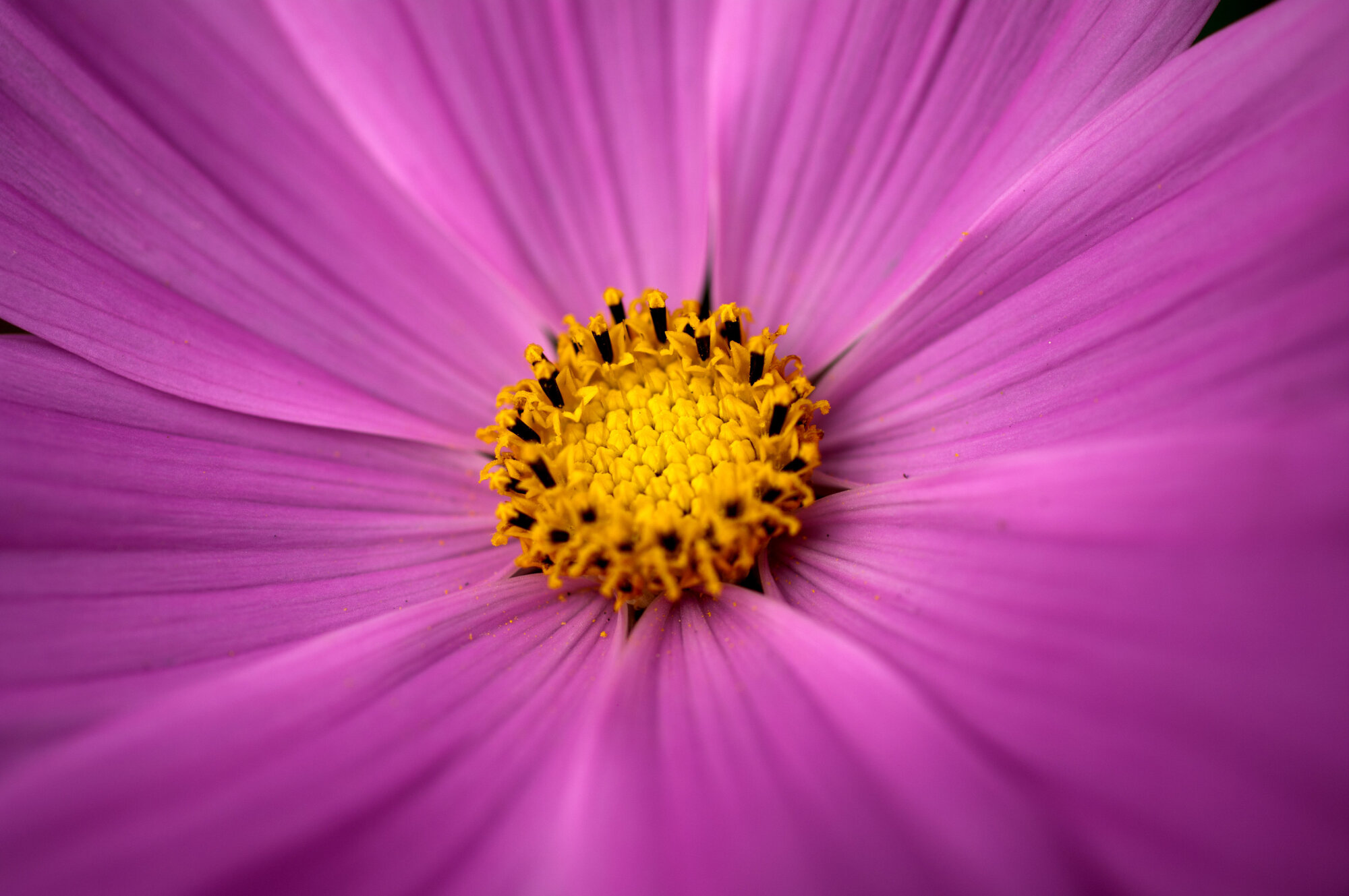 In the Pink 2