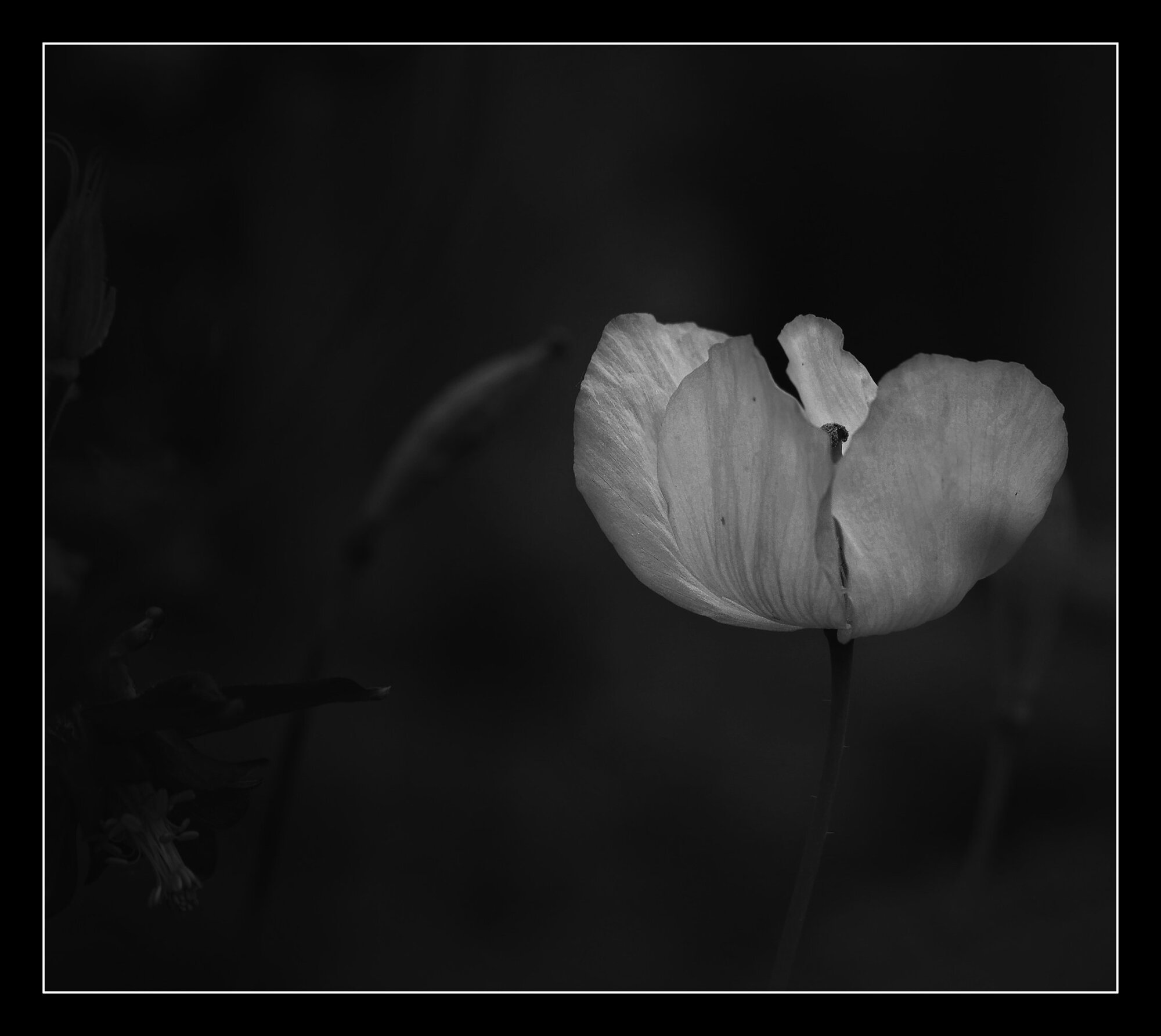 Poppy 2