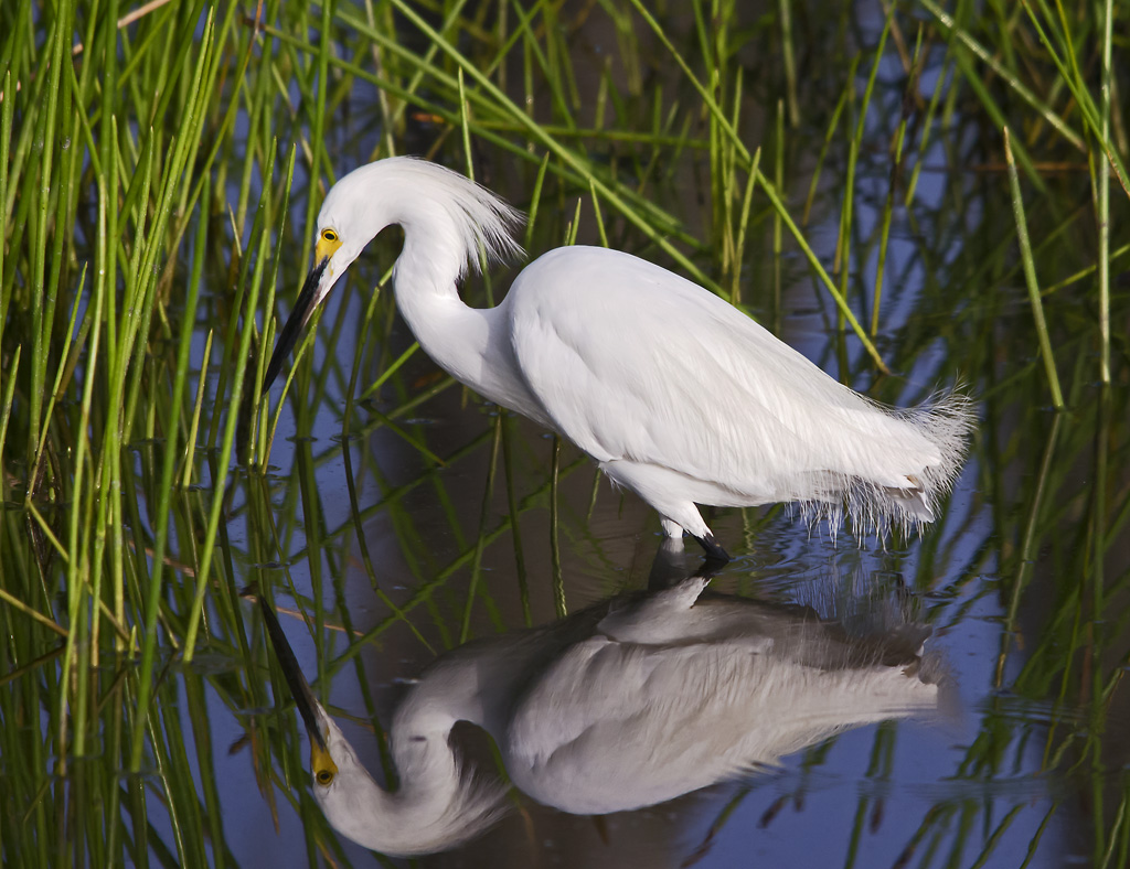 Snowy Egret