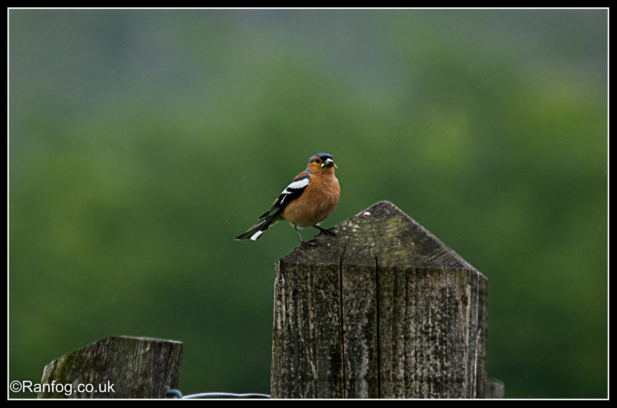 Unidentified Redish Bird