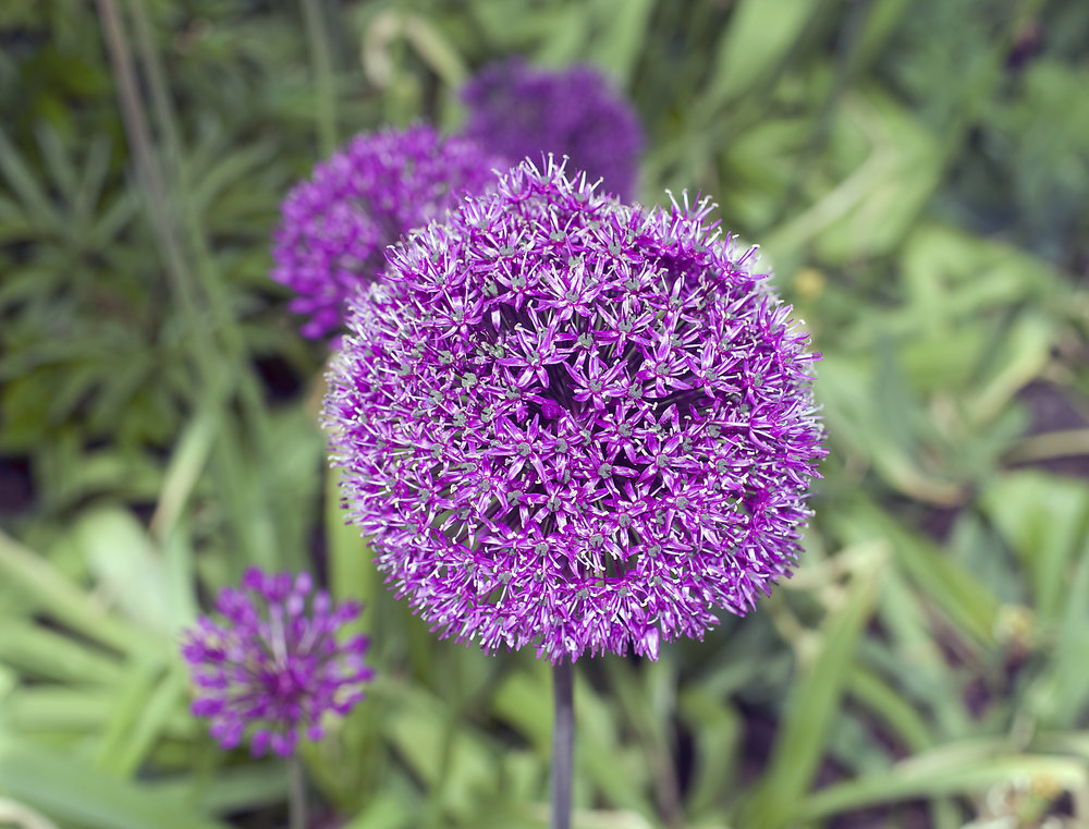 Alium
