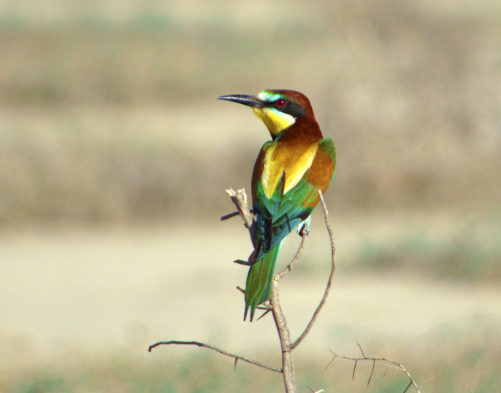 Bee eater (3)