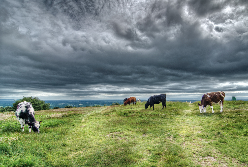 Cows on Helsby Hill