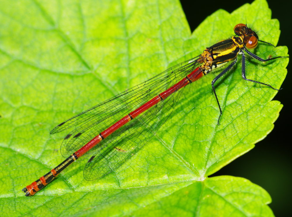 damsel fly