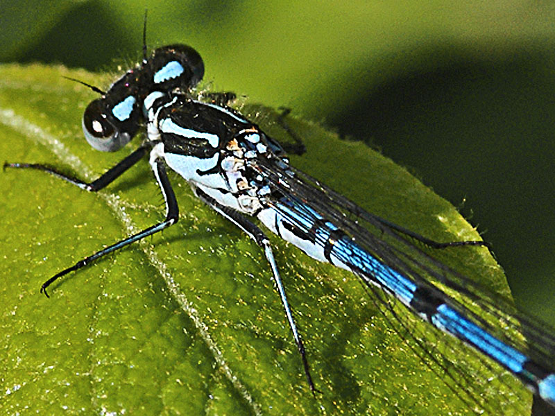 Damselfly