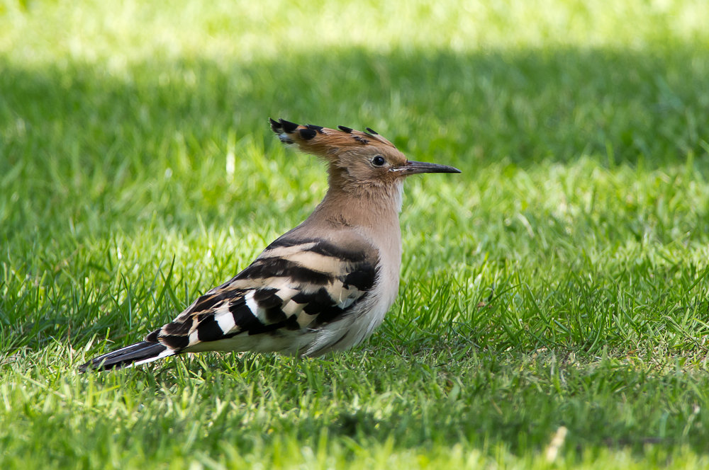 Hoopoe
