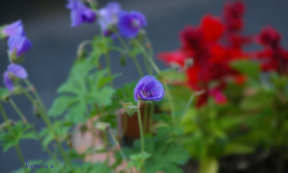 Johnson's blue geranium