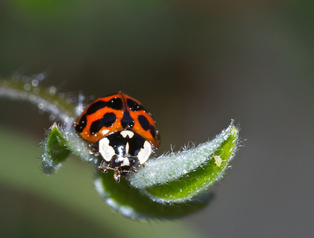 Ladybird & Aphid