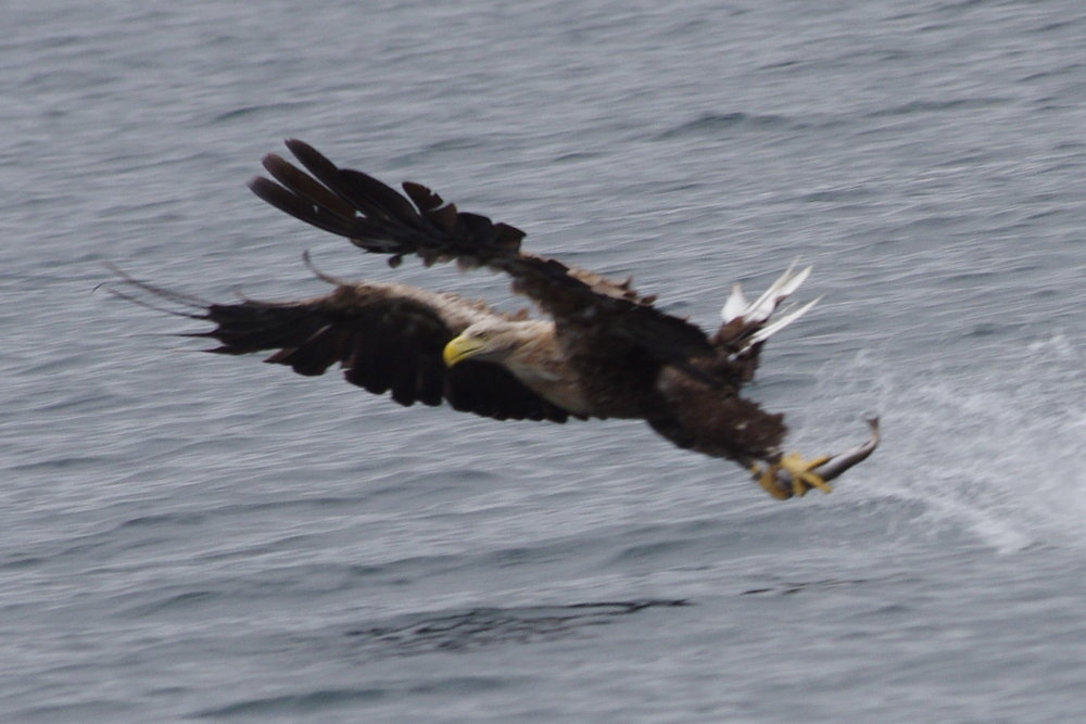 mull eagle 3