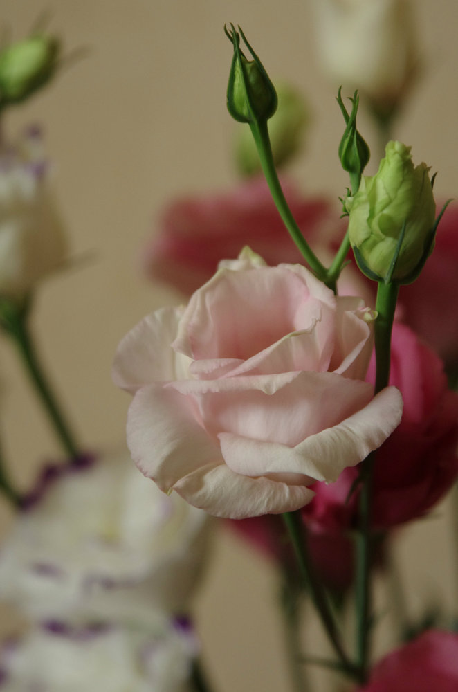 Pale pink and white rosebuds
