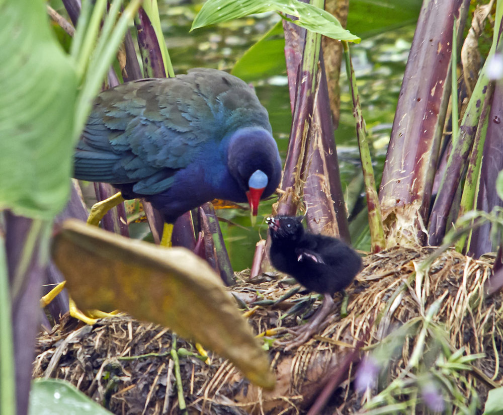 Purple Gallinule with Chick