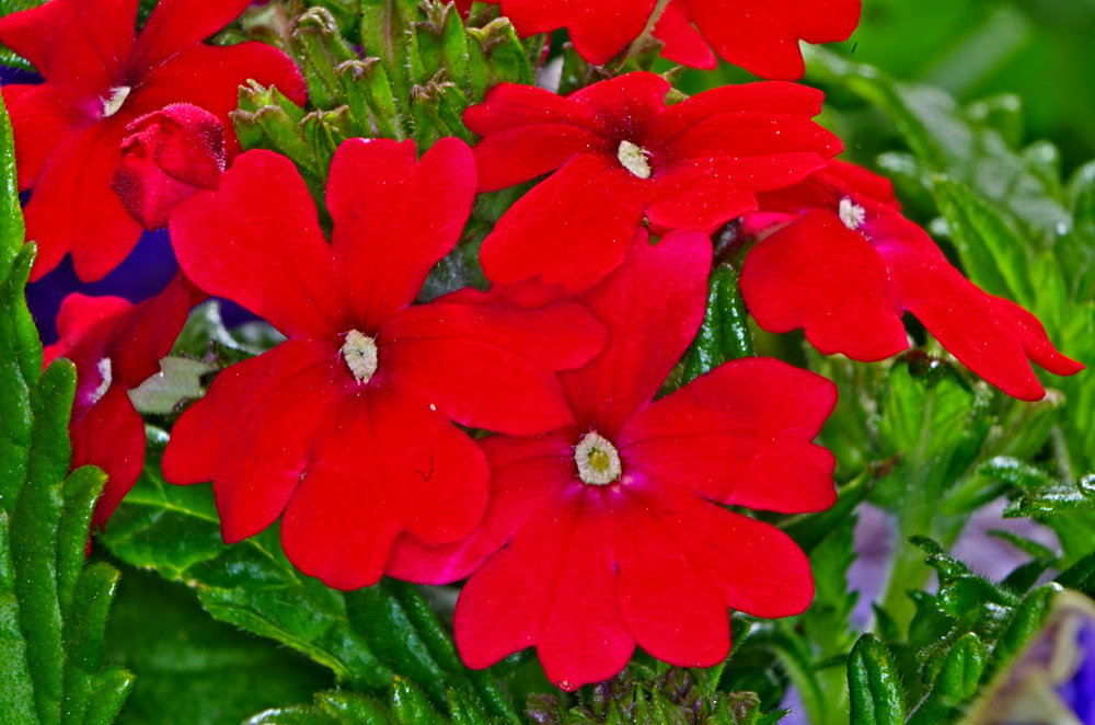 red flower