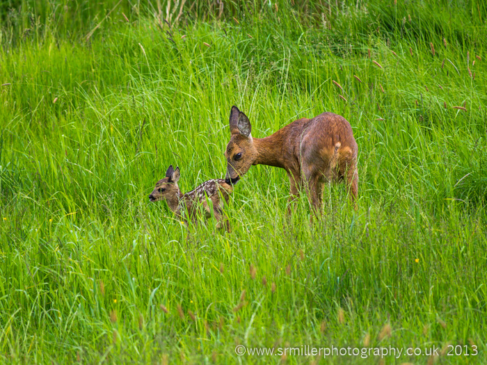 Roe Doe and Fawn