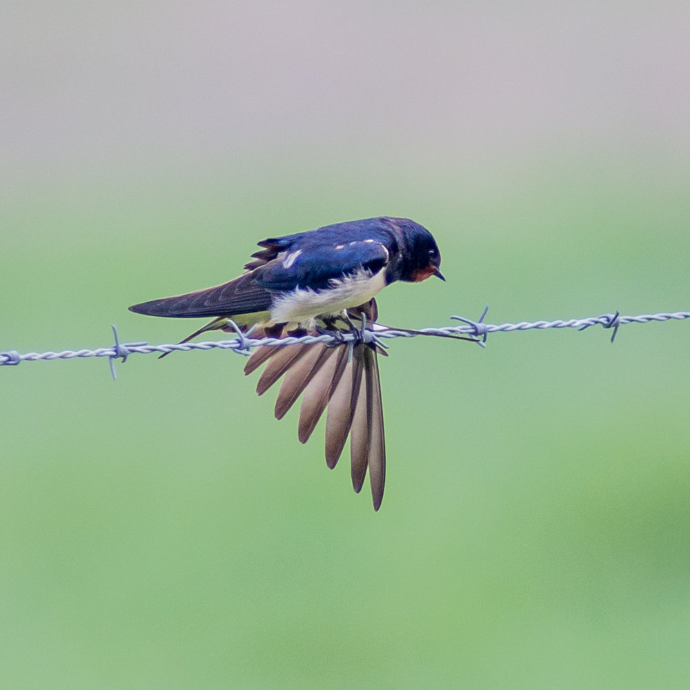Swallow