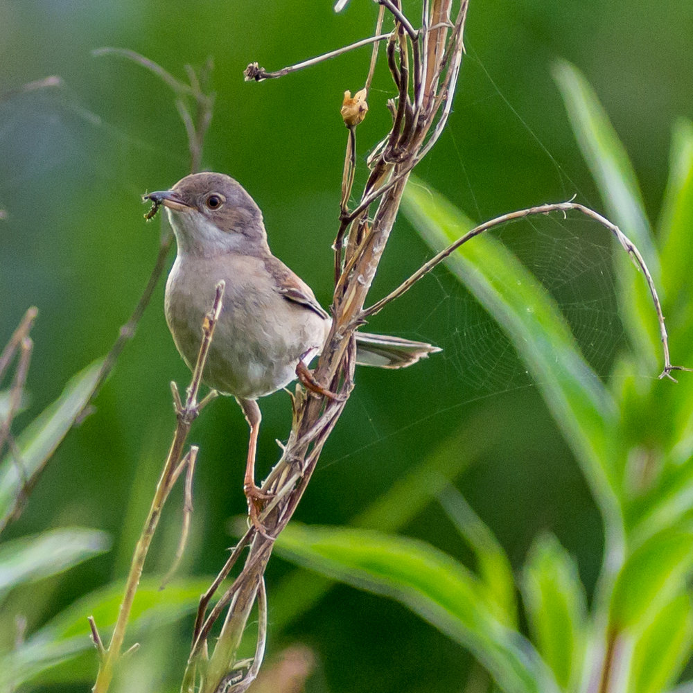 Whitethroat
