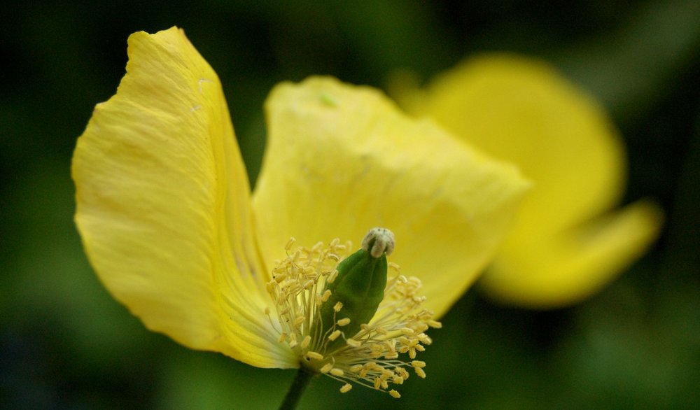 Yellow Welsh poppy,
