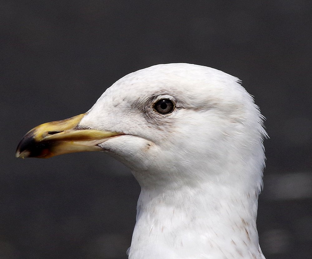 YOUNG HERRING GULL