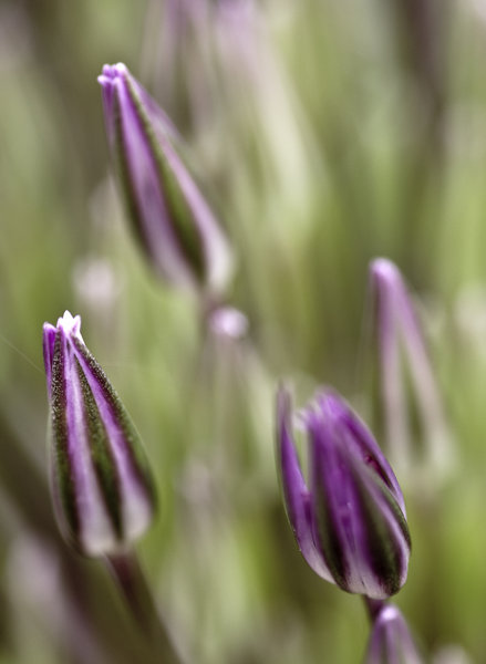Alium