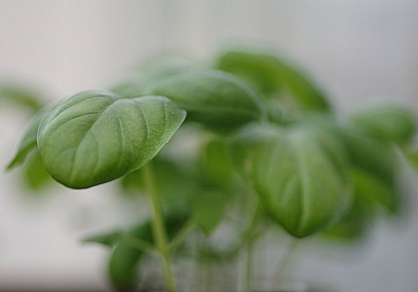 Basil