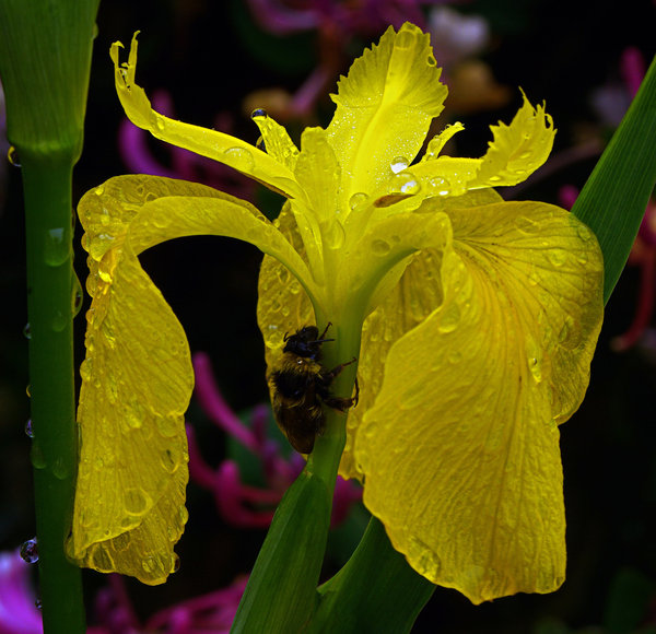 Bedraggled Bee