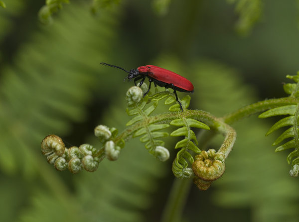 Bug