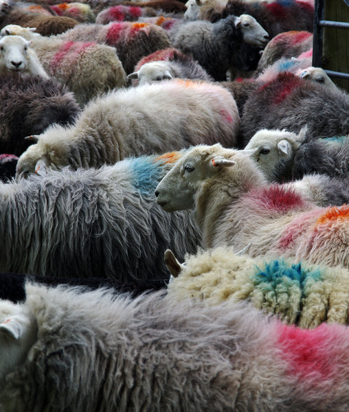 Buttermere Sheep