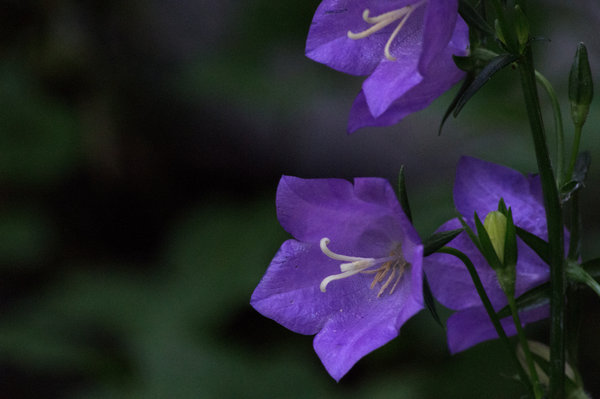 Canterbury Bells