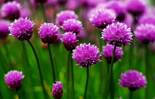 Chives