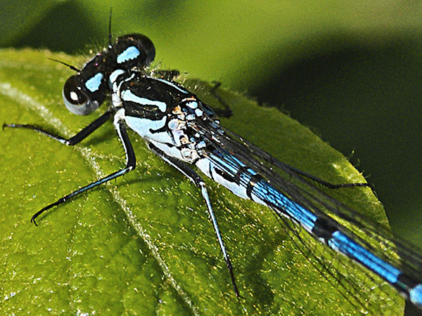 Damselfly