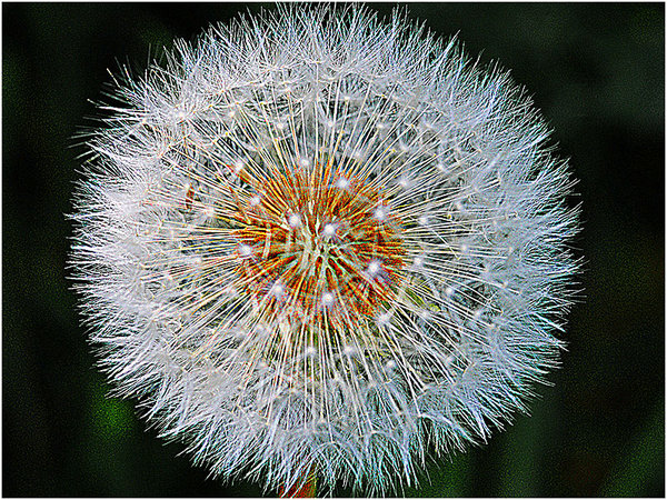 Dandelion Head
